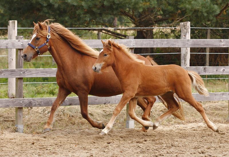Hofy von Heidmoor a.jpg